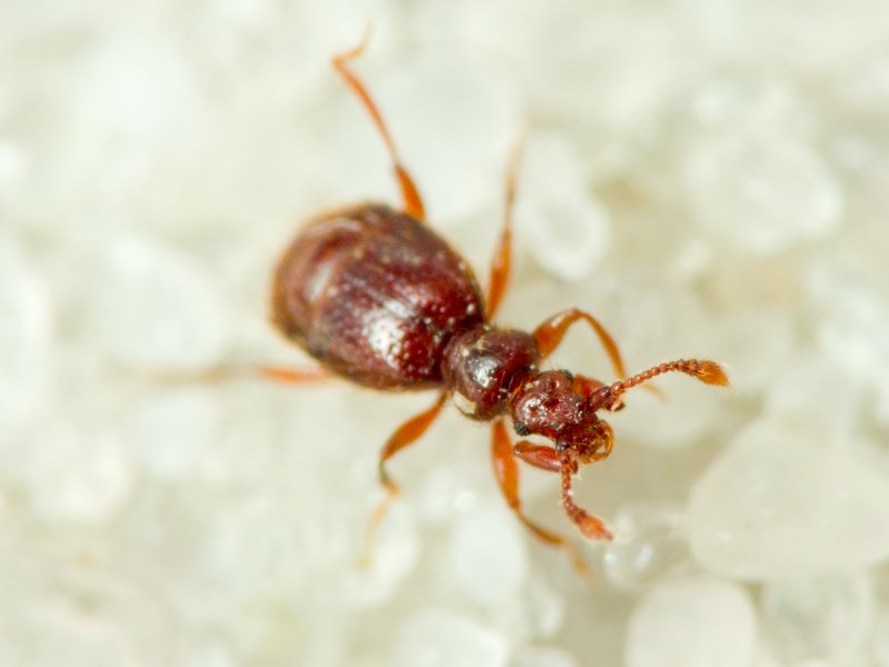 Bryaxis chaudoirii (Chaudoir, 1845)